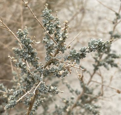 Atriplex polycarpa, photographed by Henrik Kibak