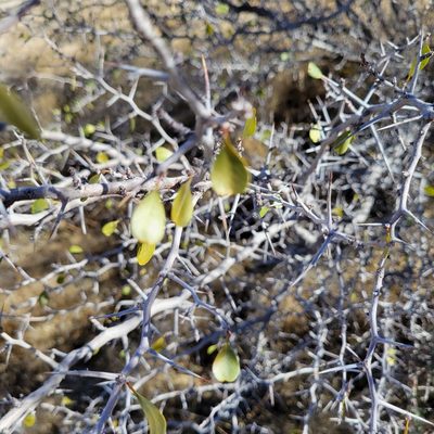Pseudoziziphus parryi, photographed by Dan Horowitz