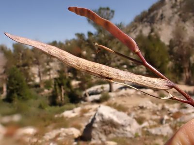 Boechera angustifolia, photographed by Matt Lavin