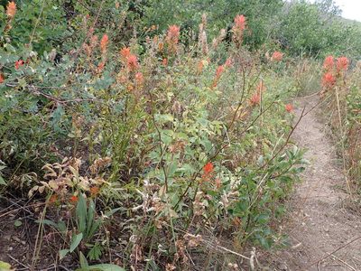 Castilleja miniata, photographed by Matt Lavin