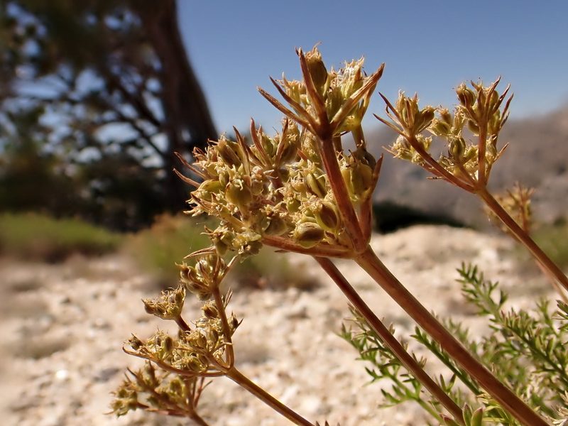 Cymopterus hendersonii, photographed by Matt Lavin