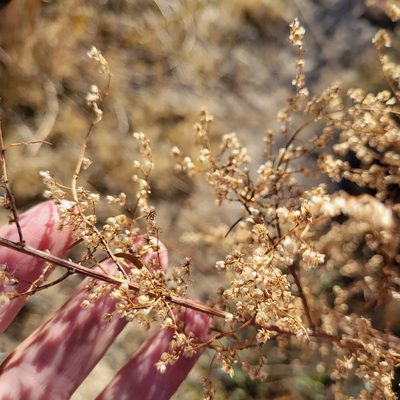 Artemisia dracunculus, photographed by Dan Horowitz