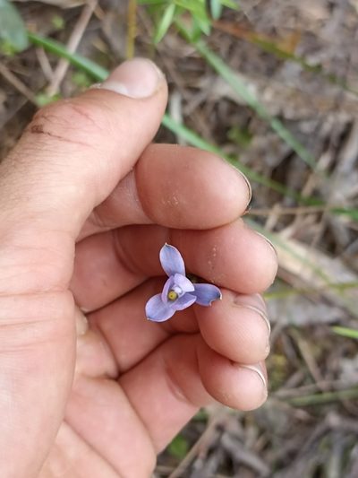 Thelymitra tholiformis, photographed by Oscar Dove