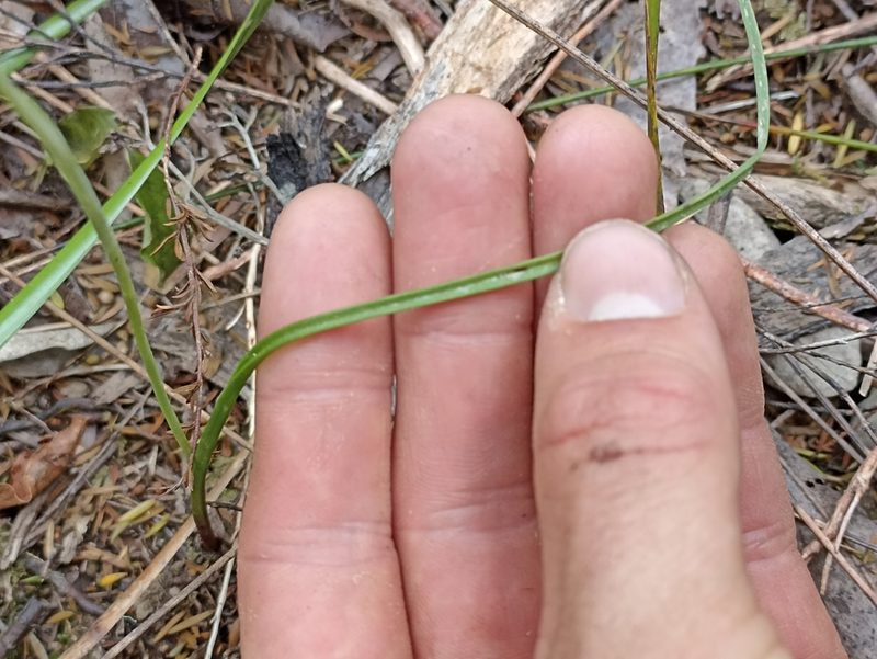 Thelymitra tholiformis, photographed by Oscar Dove