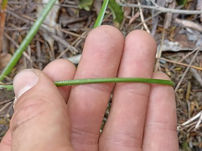 Thelymitra tholiformis, photographed by Oscar Dove