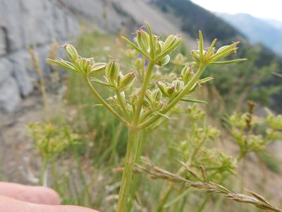 Cymopterus hendersonii, photographed by Matt Lavin