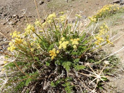 Cymopterus hendersonii, photographed by Matt Lavin