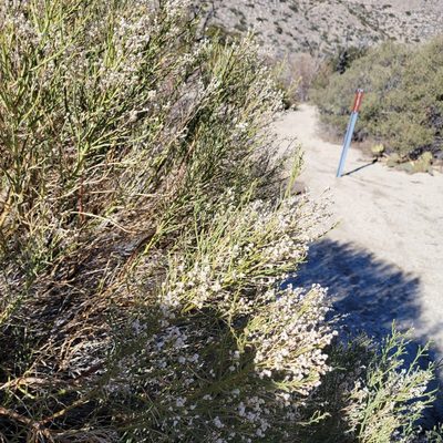 Baccharis sergiloides, photographed by Dan Horowitz