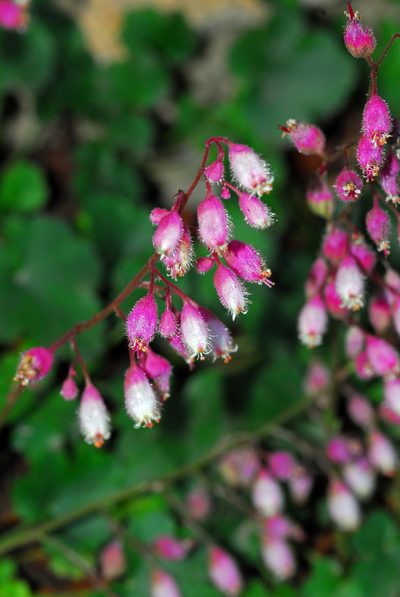 Heuchera pulchella, photographed by Tom Kennedy