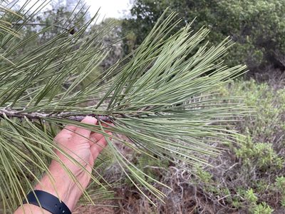 Pinus torreyana, photographed by Henrik Kibak