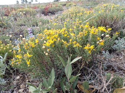 Ericameria suffruticosa, photographed by Matt Lavin
