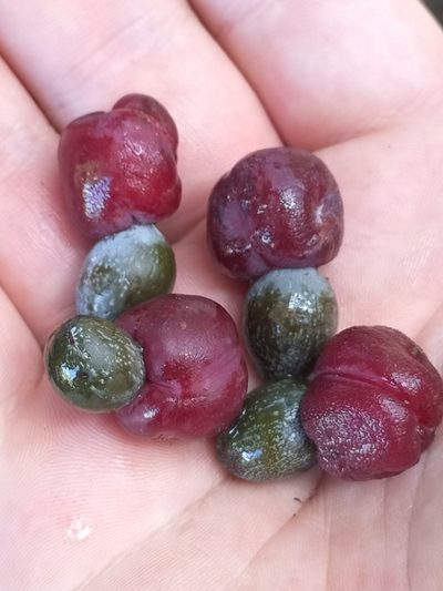 Podocarpus grayae, photographed by Matthew Borella
