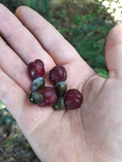 Podocarpus grayae, photographed by Matthew Borella