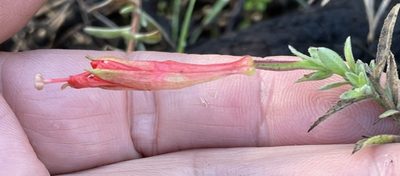 Epilobium canum, photographed by Henrik Kibak