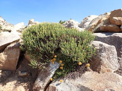 Ericameria discoidea, photographed by Matt Lavin