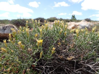Ericameria discoidea, photographed by Matt Lavin