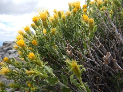 Ericameria discoidea, photographed by Matt Lavin