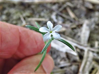 Euploca tenella, photographed by Annika Lindqvist
