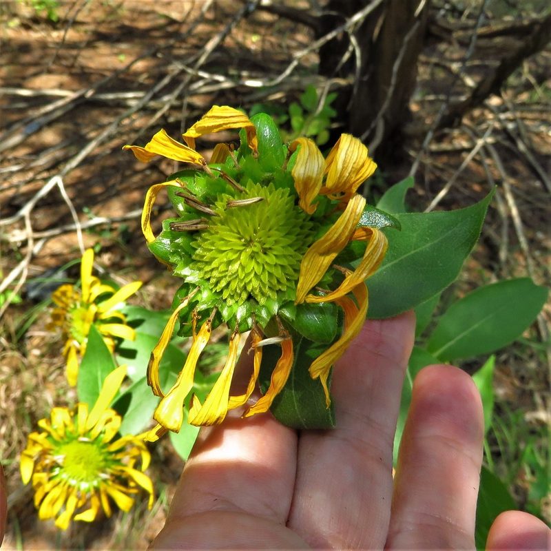Silphium radula, photographed by Annika Lindqvist