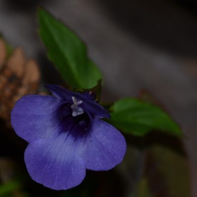 Torenia asiatica, photographed by kbkash