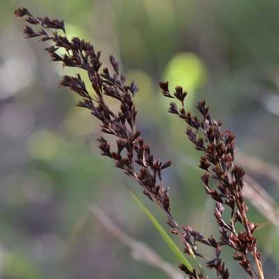 Machaerina angustifolia, photographed by kbkash