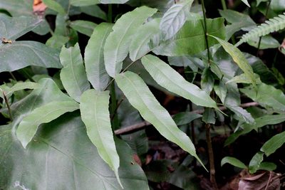 Grypothrix megacuspis, photographed by Agnes Trekker