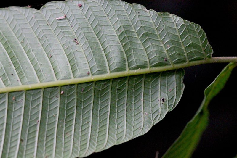Grypothrix megacuspis, photographed by Agnes Trekker