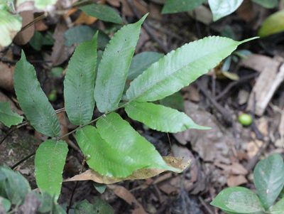 Grypothrix megacuspis, photographed by Agnes Trekker