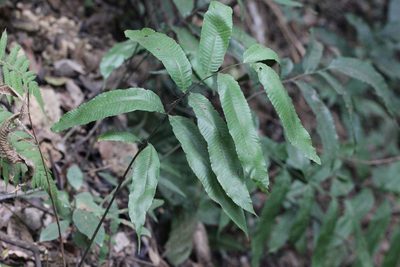 Grypothrix megacuspis, photographed by Agnes Trekker