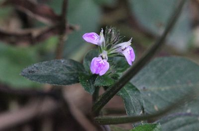 Justicia procumbens, photographed by Agnes Trekker