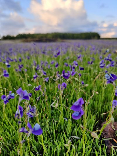 Utricularia reticulata, photographed by Vinay K L