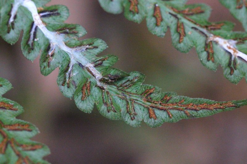 Woodwardia japonica, photographed by Agnes Trekker