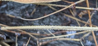 Persicaria sagittata, photographed by Zac Peterson