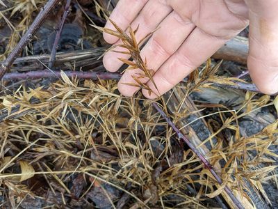 Dulichium arundinaceum, photographed by Zac Peterson