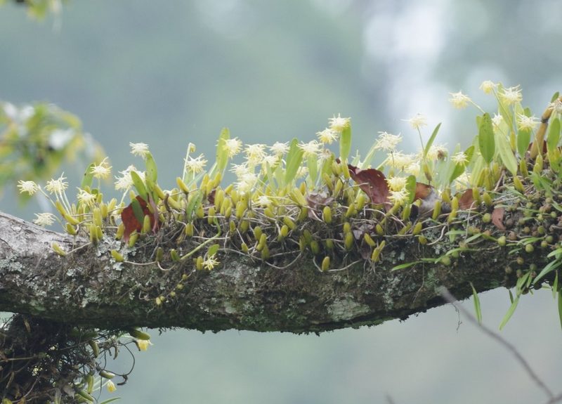 Bulbophyllum odoratissimum, photographed by Thibaud Aronson