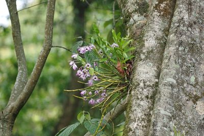 Dendrobium nobile, photographed by Thibaud Aronson