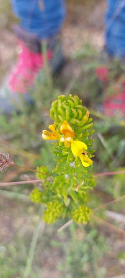 Aspalathus pinguis, photographed by sharndreheuvel