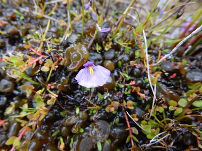Utricularia dichotoma, photographed by Ray Jackson