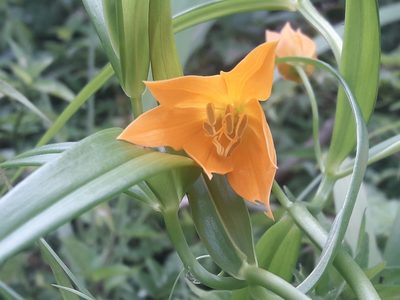 Gloriosa modesta, photographed by Ferncliffe forest wilding