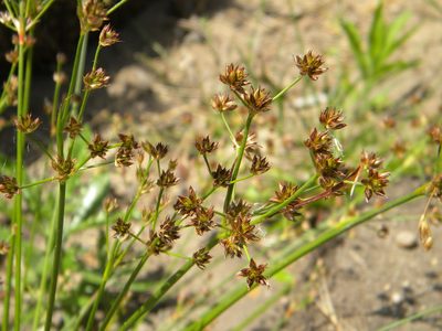 Juncus lomatophyllus, photographed by Tim Kirsten