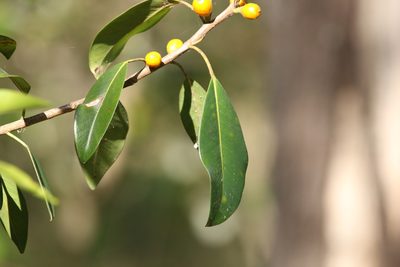 Ficus rubiginosa, photographed by Greg Tasney