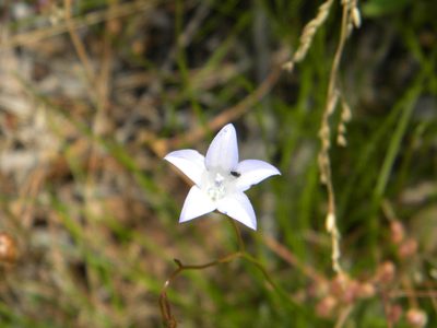 Wahlenbergia obovata, photographed by Tim Kirsten