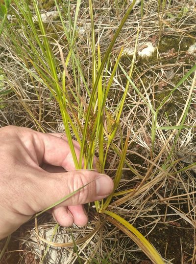 Carex goyenii, photographed by Joe Potter Butler