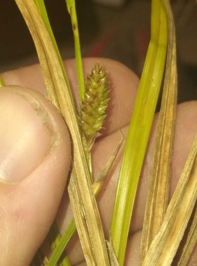 Carex goyenii, photographed by Joe Potter Butler