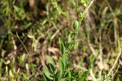 Vincetoxicum carnosum, photographed by Greg Tasney