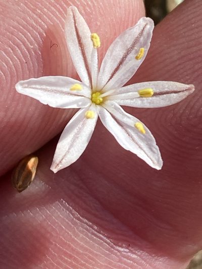 Trachyandra affinis, photographed by Dave U
