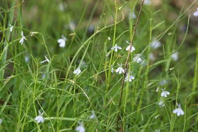 Lobelia stenophylla, photographed by Greg Tasney