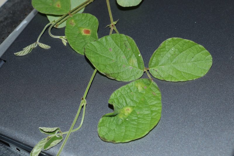 Glycine tomentella, photographed by Greg Tasney