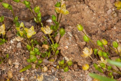 Sagina maritima, photographed by Drepanostoma