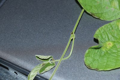 Glycine tomentella, photographed by Greg Tasney